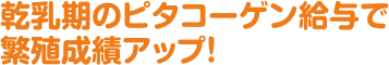 乾乳期のピタコーゲン給与で繁殖成績アップ！